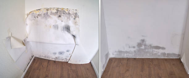 Trusted Glendale, MS Mold Removal Experts